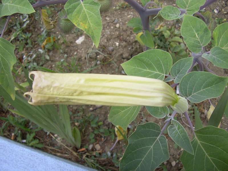 Datura innoxia / Stramonio metello, Noce metella